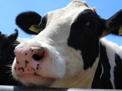 Mlečne krave i izložba životinja Pantelimon kod Bukurešta