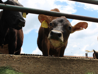 Mlečne krave i izložba životinja Pantelimon kod Bukurešta