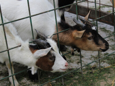 Mlečne krave i izložba životinja Pantelimon kod Bukurešta