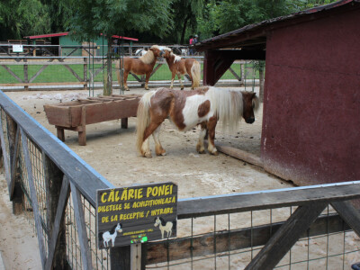 Mliječne krave i izložba životinja Pantelimon kod Bukurešta