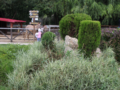 Mliječne krave i izložba životinja Pantelimon kod Bukurešta