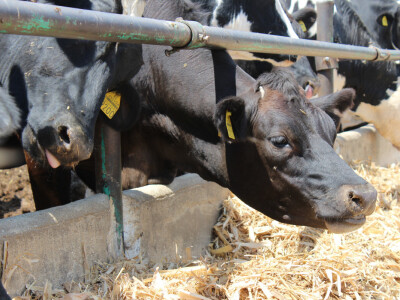 Mlečne krave i izložba životinja Pantelimon kod Bukurešta