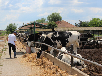 Mliječne krave i izložba životinja Pantelimon kod Bukurešta