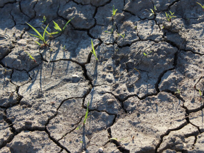 Suha ispucala zemlja