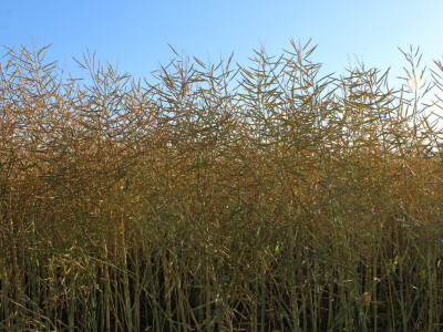 Sopema Agriculture, Arnaud Perrein Sopema Agriculture, Arnaud Perrein