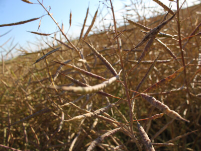 Sopema Agriculture, Arnaud Perrein Sopema Agriculture, Arnaud Perrein