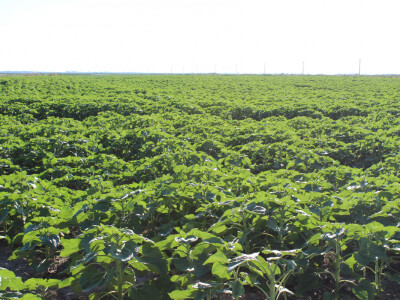 Sopema Agriculture, Arnaud Perrein Sopema Agriculture, Arnaud Perrein