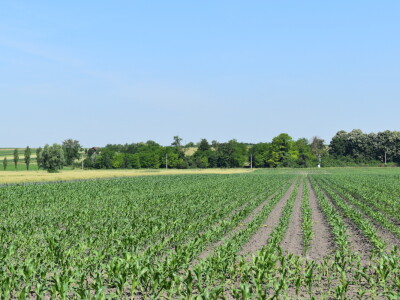 1. Festival agronomije - Agrifest 2024. u Ivankovu