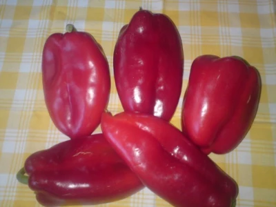 Priprema paprike