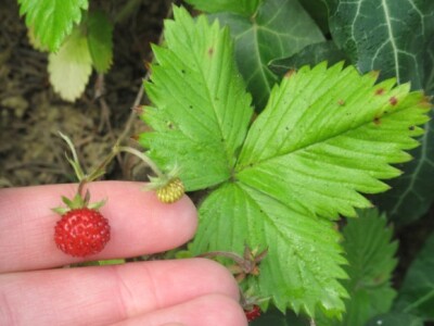 Plod i list šumske jagode Plod i list šumske jagode