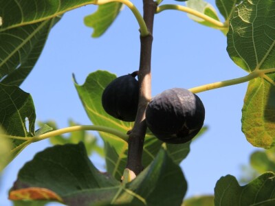 1. rovinjski Dani smokava