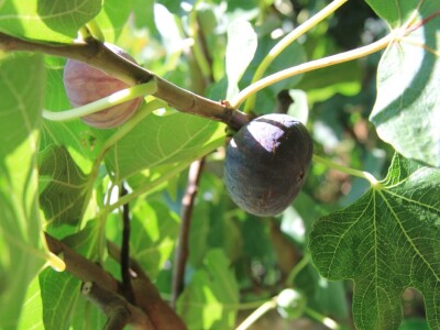 1. rovinjski Dani smokava