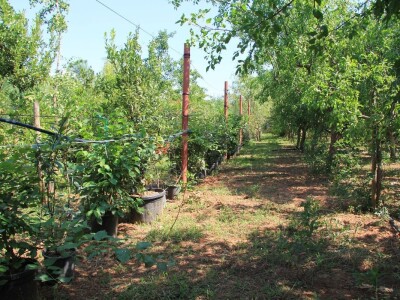 1. rovinjski Dani smokava