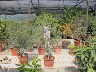 1. rovinjski Dani smokava