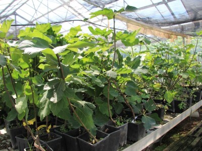 1. rovinjski Dani smokava