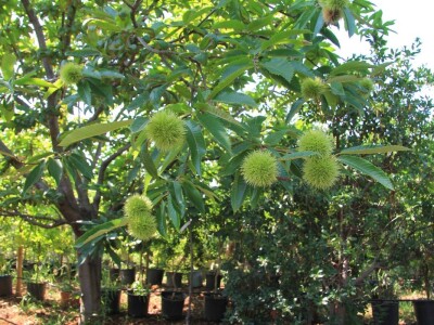 1. rovinjski Dani smokava