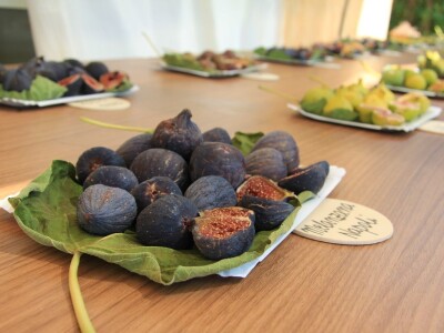 1. rovinjski Dani smokava