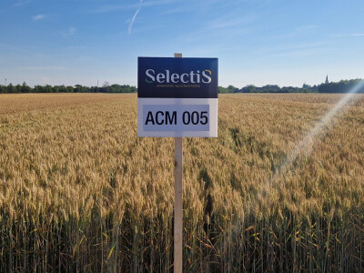 1. Selectis dan polja tvrtke AgroChem MAKS u Tomašancima