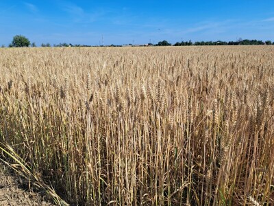 1. Selectis dan polja tvrtke AgroChem MAKS u Tomašancima