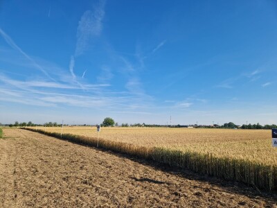 1. Selectis dan polja tvrtke AgroChem MAKS u Tomašancima