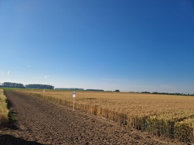 1. Selectis dan polja tvrtke AgroChem MAKS u Tomašancima