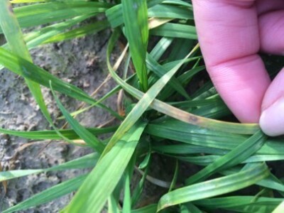 Septoria sp. na pšenici, Šljivoševci, 16.12.2014.