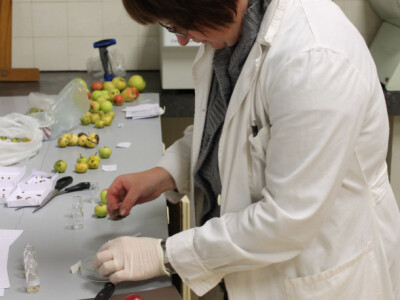 Analize fizikalno-kemijskih svojstva plodova Analize fizikalno-kemijskih svojstva plodova