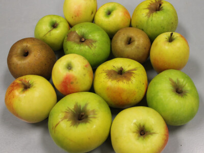 Neprskani plodovi jabuka Neprskani plodovi jabuka