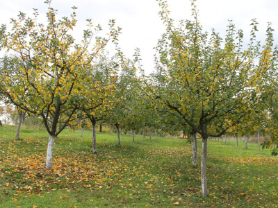 Mladi travnjački nasad jabuka Mladi travnjački nasad jabuka