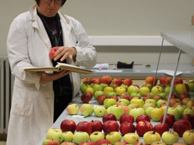 Određivanje optimalnih rokova berbe Određivanje optimalnih rokova berbe