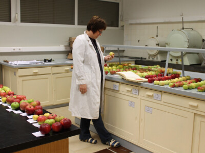 U laboratoriju Zavoda za voćarstvo U laboratoriju Zavoda za voćarstvo