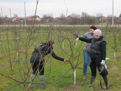 Orezivanje mladog Orezivanje mladog