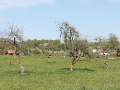 Priručnik iz voćarstva Priručnik iz voćarstva