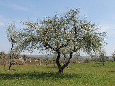 Očuvati stara stabla starih sorti Očuvati stara stabla starih sorti