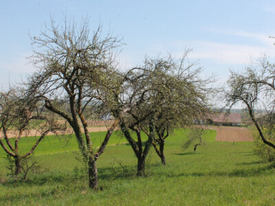 Tradicijski voćnjak Tradicijski voćnjak