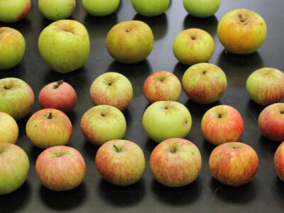 Plodovi starih sorti Plodovi starih sorti