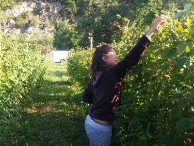 Berba malina u zadruzi &quot;Agro eko voće&quot;