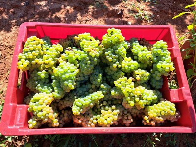 AgroChem Maks - dani polja AgroChem Maks - dani polja