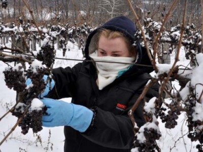 Ledena berba na obroncima Krndije