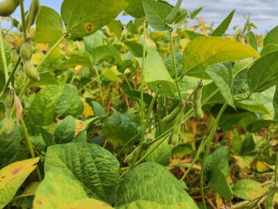 10. Dan polja Donau soje