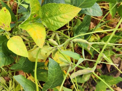 10. Dan polja Donau soje