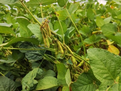 10. Dan polja Donau soje