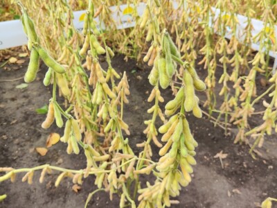 10. Dan polja Donau soje