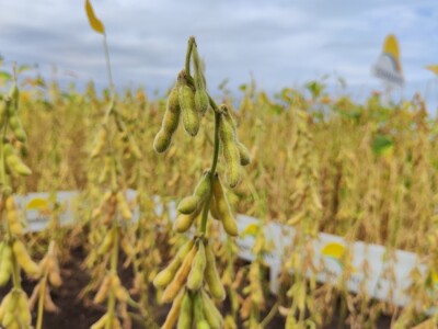 10. Dan polja Donau soje