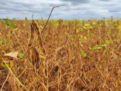 10. Dan polja Donau soje