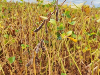 10. Dan polja Donau soje