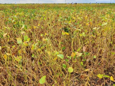 10. Dan polja Donau soje