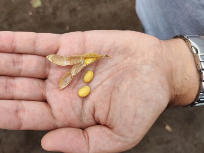 10. Dan polja Donau soje