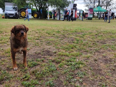 10. Dan polja Donau soje