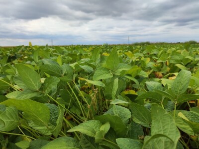 10. Dan polja Donau soje